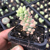 Sedum burrito 'Burros Tail'