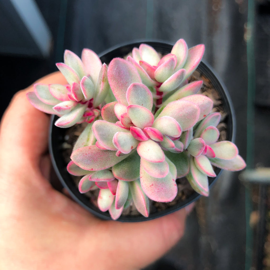 Crassula rogersii variegata