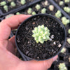 Sedum burrito 'Burros Tail'