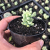 Sedum burrito 'Burros Tail'