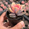 Echeveria Rainbow West