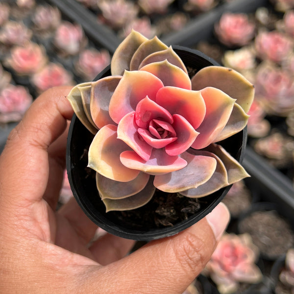 west rainbow succulent Echeveria Rainbow West – LET LOVE GROW (Succulent & Cactus)