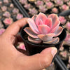 Echeveria Rainbow West