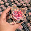 Echeveria Rainbow West