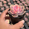 Echeveria Rainbow West