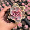 Echeveria Rainbow West