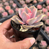 Echeveria Rainbow West