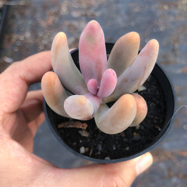 guangzhou succulent xPachysedum 'Ganzhou' – LET LOVE GROW (Succulent & Cactus)