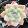 Echeveria elegans 'Albicans' (has marks)
