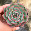 Echeveria Mozel