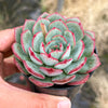 Echeveria Mozel