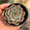 Echeveria Mozel
