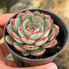 Echeveria Mozel