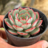 Echeveria Mozel