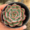 Echeveria Mozel