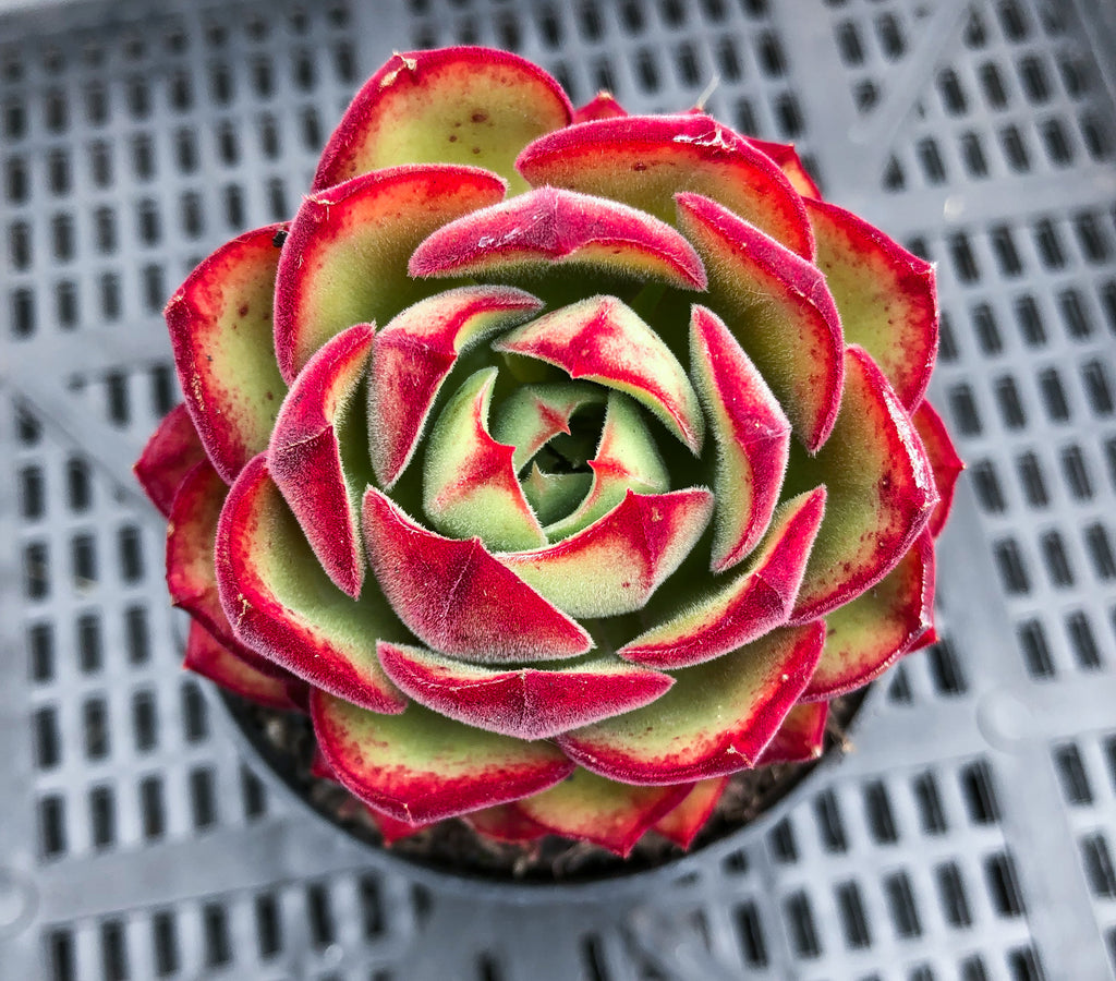Echeveria cv. Joan Daniel