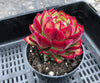 Echeveria cv. Joan Daniel
