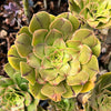 Aeonium x Campbells Cove (1 x CUTTING)