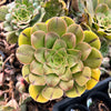 Aeonium x Campbells Cove (1 x CUTTING)