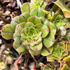 Aeonium x Campbells Cove (1 x CUTTING)