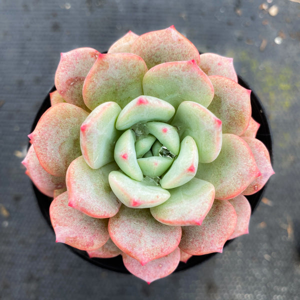 succulent me Echeveria 'Love me' – LET LOVE GROW (Succulent & Cactus)