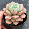 Echeveria 'Love me'