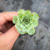 Aeonium aureum aka. Greenovia Aurea (XXS)