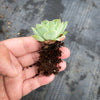 Aeonium aureum aka. Greenovia Aurea (XXS)