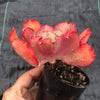 Echeveria 'Tutti Frutti'