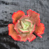 Echeveria 'Tutti Frutti'