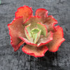 Echeveria 'Tutti Frutti'