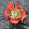 Echeveria 'Tutti Frutti'