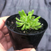 Crassula pubescens