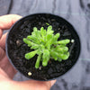 Crassula pubescens