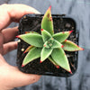 Echeveria agavoides 'Martin's Hybrid'