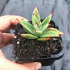 Echeveria agavoides 'Martin's Hybrid'