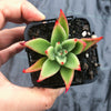 Echeveria agavoides 'Martin's Hybrid'