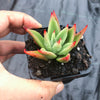 Echeveria agavoides 'Martin's Hybrid'