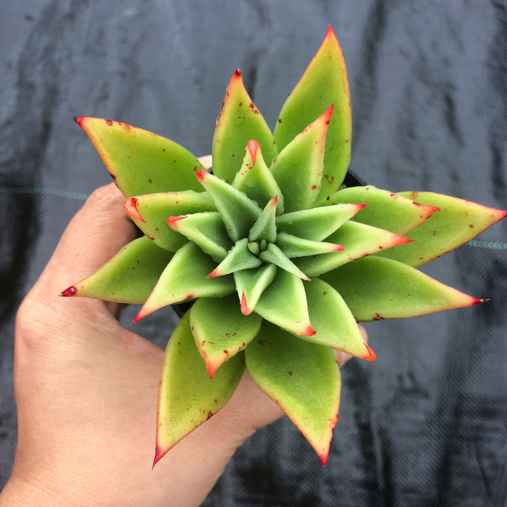 Echeveria agavoides 'Martin's Hybrid'