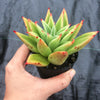 Echeveria agavoides 'Martin's Hybrid'