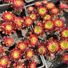 Aeonium 'Mardi Gras'