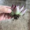 Echeveria agavoides 'Ebony'