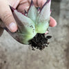 Echeveria agavoides 'Ebony'