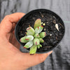 Cotyledon papillaris 'jacobseniana'