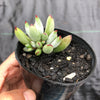 Cotyledon papillaris 'jacobseniana'