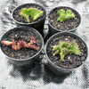 Euphorbia flanaganii f. cristata (The Brain)