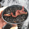 Euphorbia flanaganii f. cristata (The Brain)