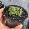 Euphorbia flanaganii f. cristata (The Brain)