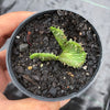 Euphorbia flanaganii f. cristata (The Brain)
