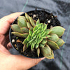 Echeveria 'Green smile' f. cristata
